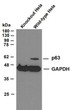 Western Blot (WB): Various whole cell lysates were separated by 10% SDS-PAGE, and the membrane was blotted with STJA0039021