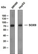 Western Blot (WB): Various whole cell lysates were separated by 10% SDS-PAGE, and the membrane was blotted with STJA0039027