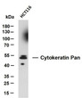 Western Blot (WB): HCT116 whole cell lysates were separated by 10% SDS-PAGE, and the membrane was blotted with STJA0039043