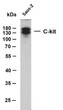 Western Blot (WB): Whole cell lysates were separated by 10% SDS-PAGE, and the membrane was blotted with anti-C-kit STJA0039045