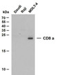 Western Blot (WB): Various whole cell lysates were separated by 12% SDS-PAGE, and the membrane was blotted with STJA0039049