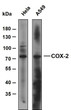 Western Blot (WB): Various whole cell lysates were separated by 8% SDS-PAGE, and the membrane was blotted with STJA0039061