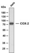 Western Blot (WB): Whole cell lysates of HeLa were separated by 10% SDS-PAGE, and the membrane was blotted with STJA0039061