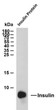 Western Blot (WB): Whole cell lysates were separated by 15% SDS-PAGE, and the membrane was blotted with anti-Insulin STJA0039067