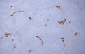 Immunohistochemistry - Paraffin (IHC-P): Human testis tissue was stained with anti-Calretinin (ABT-Calret 1) antibody. STJA0039079