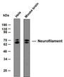 Western Blot (WB): Various whole cell lysates were separated by 10% SDS-PAGE, and the membrane was blotted with STJA0039081