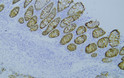 Immunohistochemistry - Paraffin (IHC-P): Human colon tissue was stained with Anti-Claudin 1 (ABT-CLD1) antibody. STJA0039086