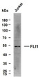Western Blot (WB): Whole cell lysates were separated by 10% SDS-PAGE, and the membrane was blotted with anti-FLI1/ERG STJA0039088