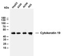 Western Blot (WB): Various whole cell lysates were separated by 10% SDS-PAGE, and the membrane was blotted with STJA0039098