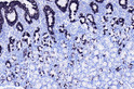 Immunohistochemistry - Paraffin (IHC-P): Human stomach tissue was stained with Anti-MUC5AC (ABT362) Antibody. STJA0039101