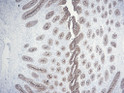 Immunohistochemistry - Paraffin (IHC-P): Human appendix tissue was stained with Anti-CEA (ABT004) Antibody. STJA0039103