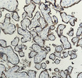 Immunohistochemistry - Paraffin (IHC-P): Human placenta tissue was stained with Anti-hPL (ABT223) antibody. STJA0039104