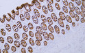 Immunohistochemistry - Paraffin (IHC-P): Human colon tissue was stained with anti-claudin 7 (ABT441) antibody. STJA0039120