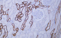 Immunohistochemistry - Paraffin (IHC-P): Human kidney tissue was stained with Anti-Claudin 7 (ABT441) antibody. STJA0039120