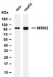 Western Blot (WB): Various whole cell lysates were separated by 4-20% SDS-PAGE, and the membrane was blotted with STJA0040009