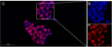 Immunofluorescence analysis of HT-29 cells. 1, Primary antibody was diluted at 1:200 (4°C overnight). 2, Goat Anti STJA0040009