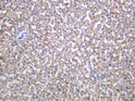 Human liver was stained with anti-UQCRC1 (PTR1435) mouse mAb. STJA0040288