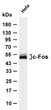 Western Blot (WB): Various whole cell lysates were separated by 4-20% SDS-PAGE, and the membrane was blotted with STJA0040333