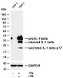 Western Blot (WB): Various whole cell lysates were separated by 4-20% SDS-PAGE, and the membrane was blotted with STJA0040350