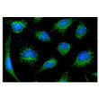 ICC IF of BMP-7 in HeLa cells with STJA0041467 antibody and Alexa Fluor 488 staining
