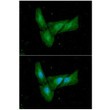 ICC IF of C EBP-beta in HeLa cells stained with STJA0041468 antibody Alexa Fluor 488 secondary and DAPI nuclear stain