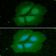ICC IF of Cyclophilin B in Hep3B cells stained with STJA0041472 antibody