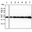 Western blot of human Cyclophilin B PPIB antibody STJA0041472 across multiple cell lines