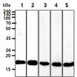 Western blot of human Cofilin 1 CFL1 antibody STJA0041479 across multiple cell lines