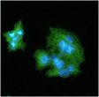 ICC IF of CRP in HepG2 cells stained with STJA0041480 antibody Alexa Fluor 488 secondary and DAPI
