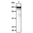 Western blot of human DACT3 antibody probed against mouse brain tissue lysate
