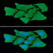 ICC IF of FABP4 in HeLa cells stained with STJA0041490 antibody Alexa Fluor 488 secondary and DAPI nuclear counterstain