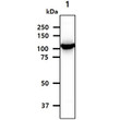 Western blot of human Hexokinase antibody in mouse brain tissue lysate using HRP detection