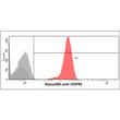 Flow cytometry of HSP90 alpha in HepG2 cells using STJA0041503 antibody with Alexa Fluor 488 detection