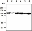 Western blot of human HSPH1 Hsp105a protein in HeLa HepG2 NIH-3T3 MCF7 U-87 MG and A549 cell lysates