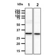 Western blot of human PCNA antibody STJA0041524 in HeLa and NIH3T3 cell lysates