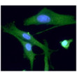ICC IF of PGP9.5 in U87MG cells stained with STJA0041529 antibody Alexa Fluor 488 secondary and DAPI