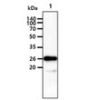Western blot of human SNAP25 antibody in mouse brain tissue lysate using anti-mouse HRP detection