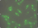 ICC IF of STEAP1 in LNCap cells stained with STJA0041541 antibody and Alexa Fluor 488