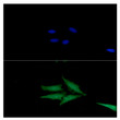 ICC IF of ATGL in HeLa cells stained with STJA0041546 antibody and Alexa Fluor 488