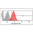 Flow cytometry of ATGL in HeLa cells using Human PEDFR PNPLA2 antibody STJA0041546