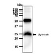 Flow cytometry of Human PEDFR PNPLA2 antibody STJA0041546 showing cell population distribution