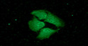 ICC IF of 14-3-3 epsilon in HeLa cells with DAPI and Alexa Fluor 488 staining