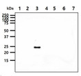 Western blot of human 14-3-3 epsilon protein in HeLa Jurkat 293T A549 and mouse brain lysates