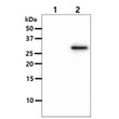 Western blot of human OSTF1 antibody showing 293T cell lysate and OSTF1 transfected lysate