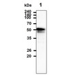 Western blot of recombinant human KLF4 protein probed with anti-human KLF4 antibody