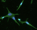 ICC IF of FABP7 in U87MG cells stained with STJA0041554 antibody Alexa Fluor 488 secondary and DAPI nuclear counterstain