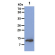 Western blot of human FABP7 antibody probed against mouse testis tissue lysate