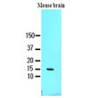 Western blot of human FABP7 B-FABP antibody STJA0041554 with mouse brain lysate