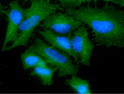 ICC IF of GAS7 in HeLa cells with DAPI and Alexa Fluor 488 staining