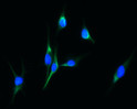 ICC IF of GAS7 in U87MG cells with DAPI and Alexa Fluor 488 staining